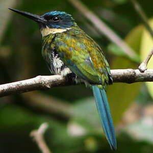 Jacamar à ventre blanc