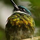 Jacamar à ventre blanc