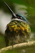 Bronzy Jacamar