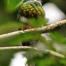 Jacamar à ventre blanc