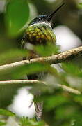 Bronzy Jacamar