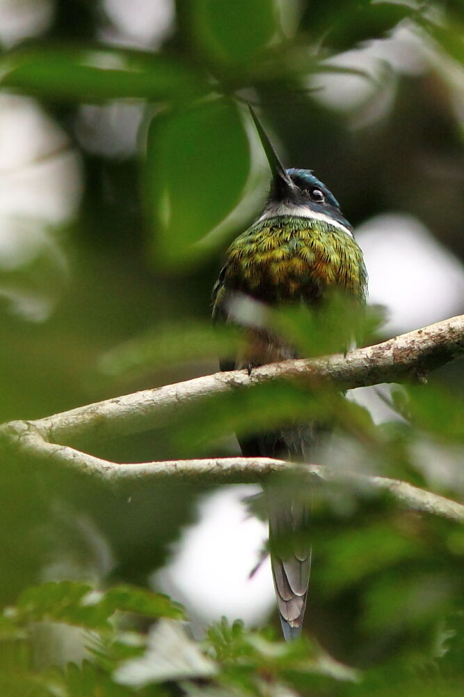 Jacamar à ventre blancadulte, identification