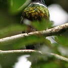 Jacamar à ventre blanc