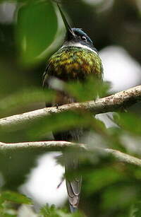 Jacamar à ventre blanc