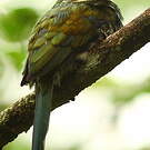 Jacamar à ventre blanc