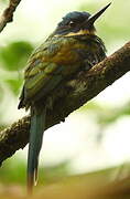 Bronzy Jacamar