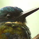 Jacamar à ventre blanc