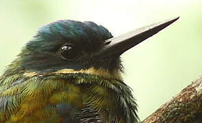 Bronzy Jacamar