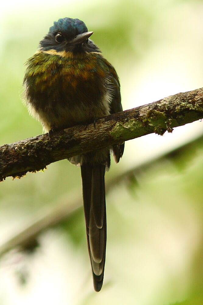 Bronzy Jacamaradult, identification