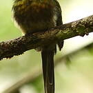 Jacamar à ventre blanc