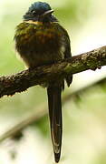 Jacamar à ventre blanc