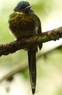 Jacamar à ventre blanc