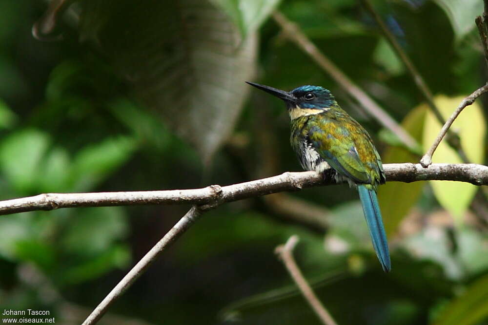 Jacamar à ventre blanc femelle adulte, identification