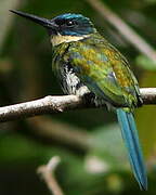 Bronzy Jacamar