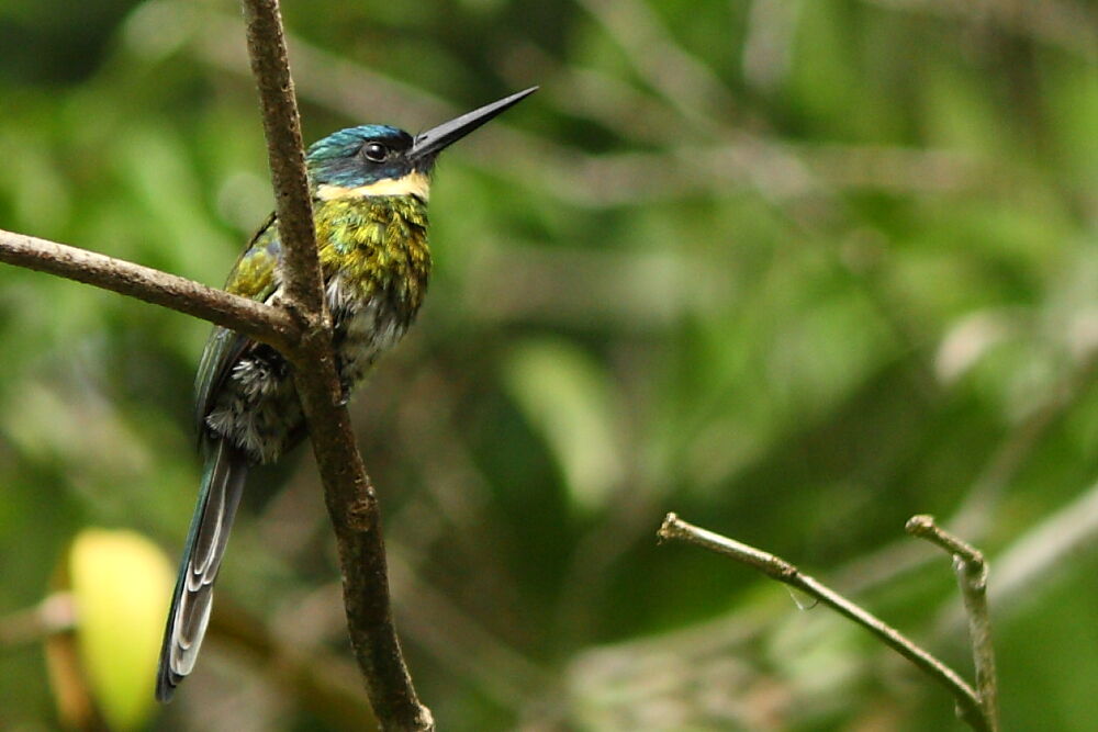 Bronzy Jacamaradult, identification