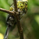 Jacamar à ventre blanc