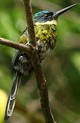 Jacamar à ventre blanc