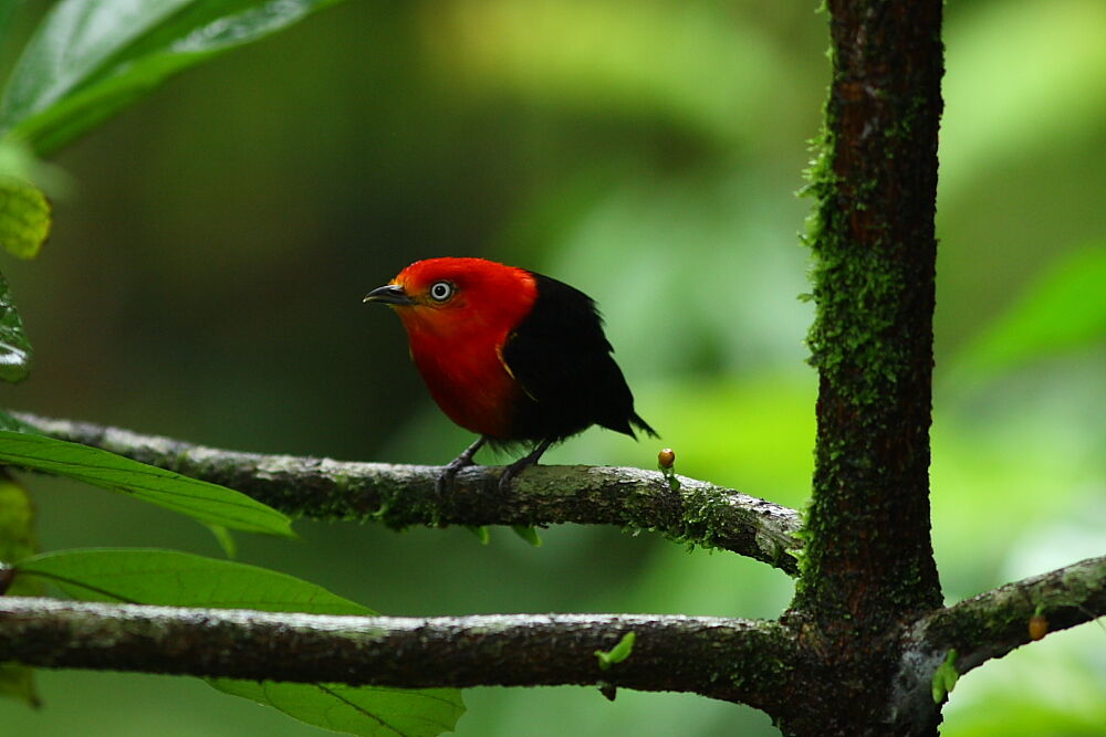 Crimson-hooded Manakin male adult, identification