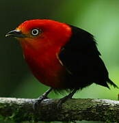 Crimson-hooded Manakin