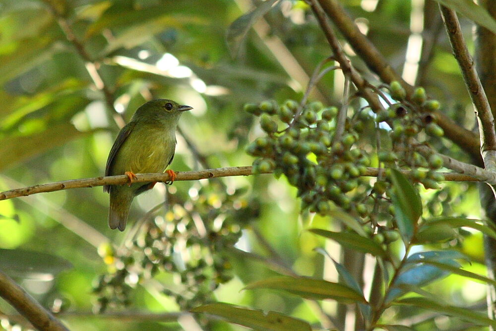 White-bearded Manakin, identification