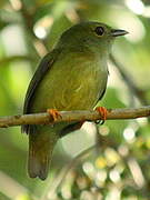 White-bearded Manakin