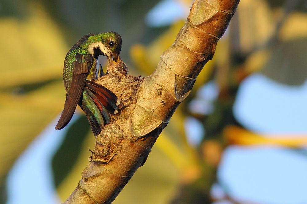 Black-throated Mango female adult, Reproduction-nesting, Behaviour