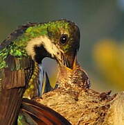 Black-throated Mango