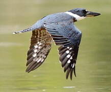 Ringed Kingfisher