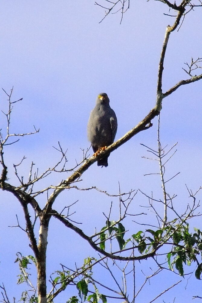 Slender-billed Kite