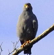 Slender-billed Kite