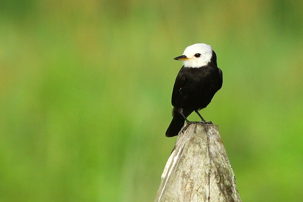 White-headed Marsh Tyrant male adult, identification