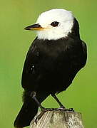 White-headed Marsh Tyrant