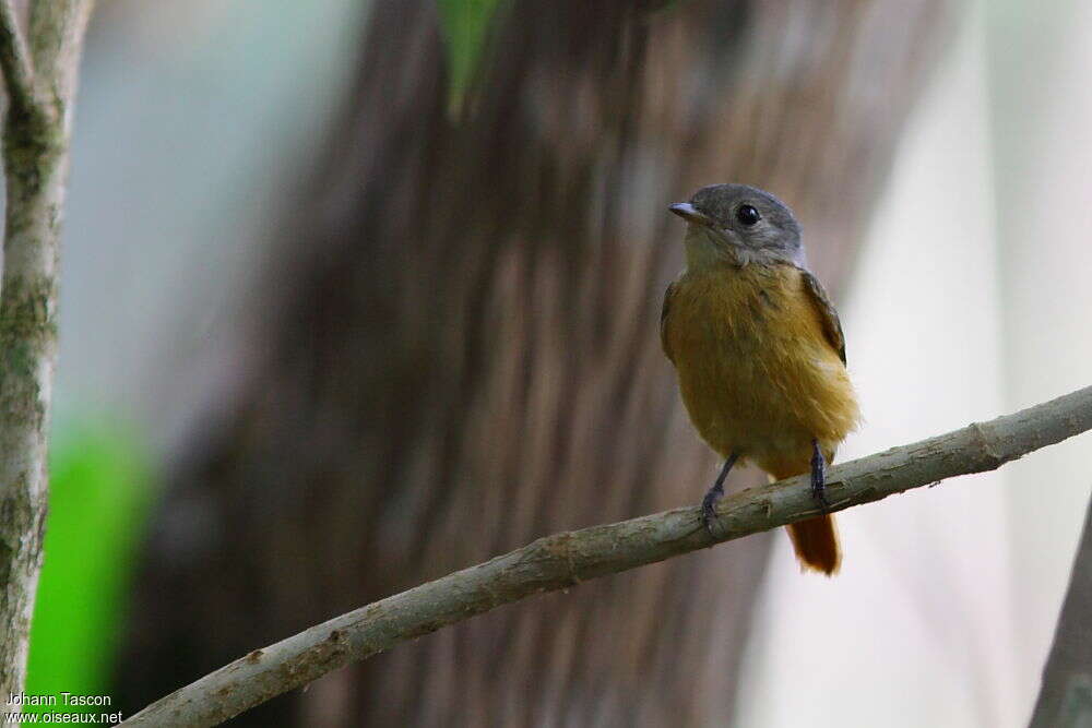 Cinnamon Neopipoadult, identification