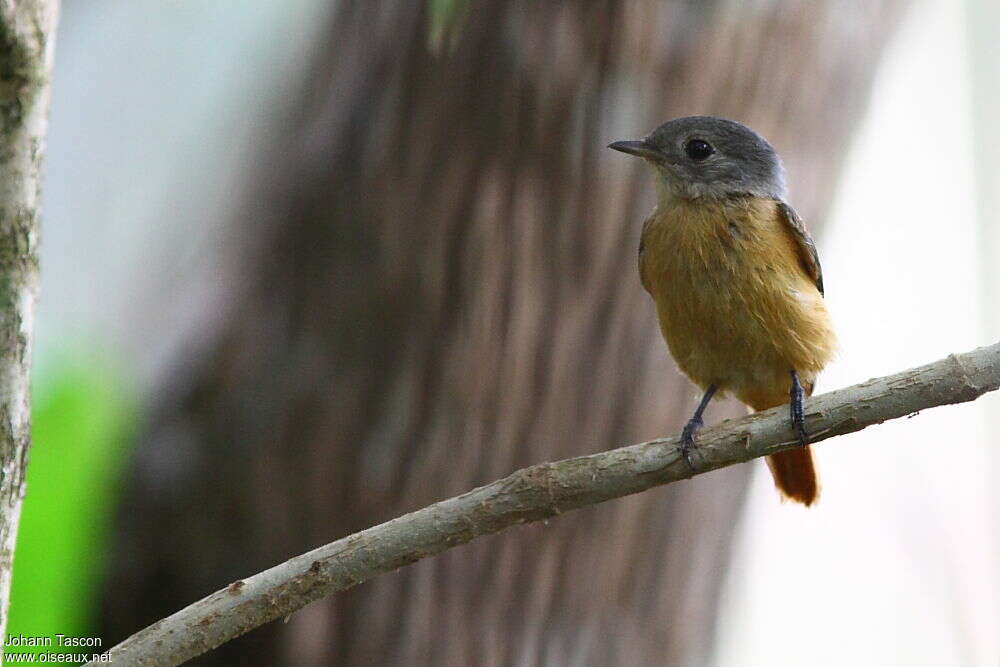 Cinnamon Neopipoadult, identification