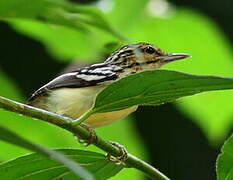 Pygmy Antwren