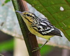 Pygmy Antwren