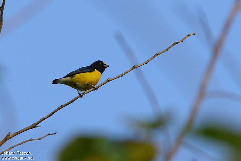 White-vented Euphonia male adult, identification