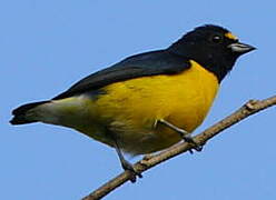 White-vented Euphonia