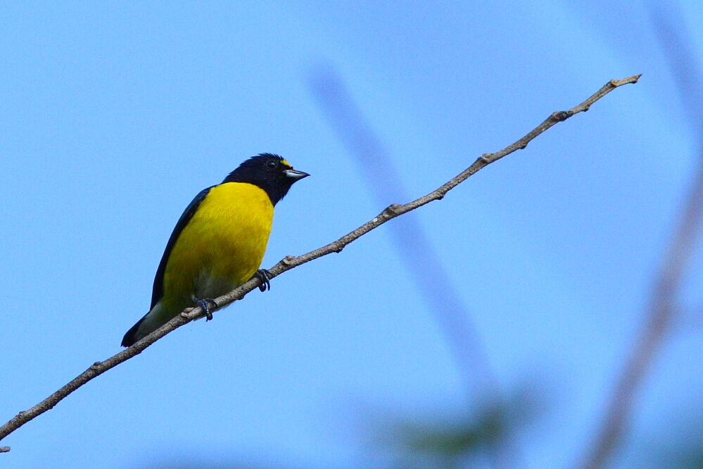 White-vented Euphonia male adult, identification