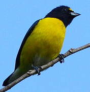 White-vented Euphonia