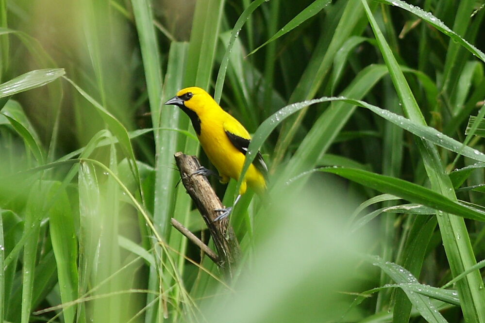 Oriole jaune, identification