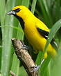 Oriole jaune