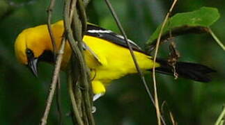 Yellow Oriole