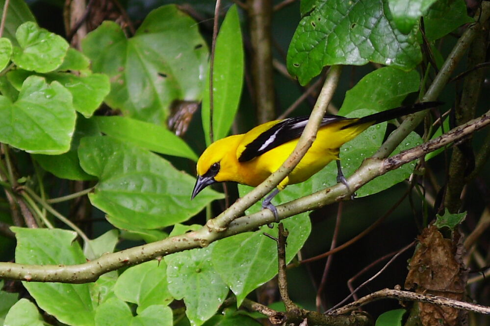 Oriole jaune, identification