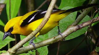 Oriole jaune