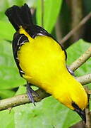 Oriole jaune