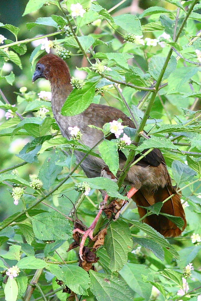 Ortalide motmot