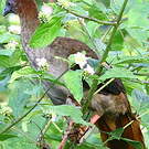 Ortalide motmot