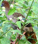 Little Chachalaca