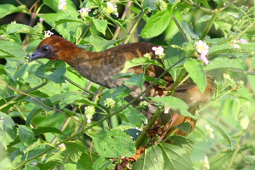 Little Chachalaca